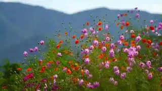 1 Hour Calming Wind Sounds for Anxiety Relief, Mental Relaxation