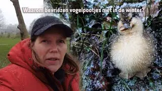 Waarom bevriezen vogelpootjes niet in de winter?