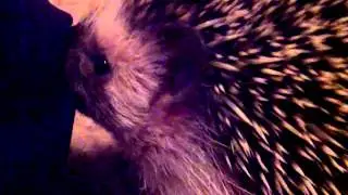 My Hedgehog also loves my pants