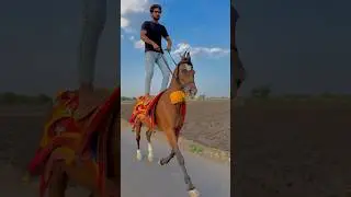 Horse power 💪 