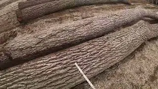 TIPS ON HOW TO TELL IF YOU HAVE A LUMBER LOG OR A VENEER LOG