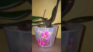 Обзор моих орхидей на втором этаже.