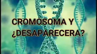 Cromosoma Y está desapareciendo de la sangre de los hombres
