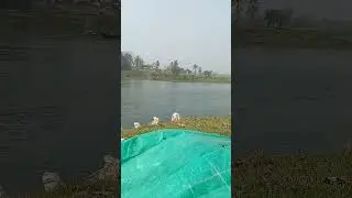 damodar nodi 