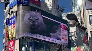 猫飛びます！NURO光の巨大ニャーロが新宿の空を飛び交う！クロス新宿ビジョンとアルタビジョン連動動画。マジで嫉妬します。
