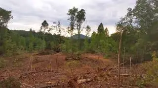 clearing land #4