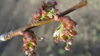 La flor de Bach Elm o Olmo Blanco