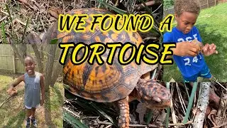 Tortoise in our backyard | Tortoise in nature | Science for kids