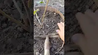 Бордюрная лента работает #сад #дача #огород #цветы #бордюрнаялента #жаранаКубани