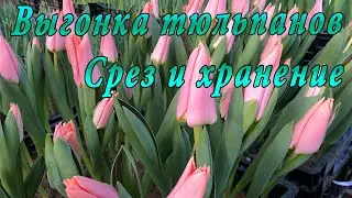 Выгонка тюльпанов.  Срез и хранение
