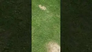 How to run those moles out of your yard.