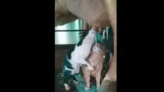lucunya tingkah kucing 😱😍😂