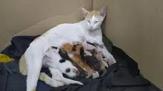 Mom cat feeding her kittens