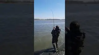 Лобатый на 13,8 кг