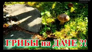 💥Правда  ли  что можно  вырастить  грибы  на  даче?
