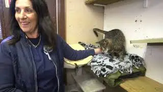 Old Man Charlie - Rikers Island Cat Rescue