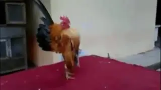 Важный генерал петух
