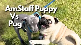 My Pug DRAMATIC Reaction To Puppy AmStaff! 😧
