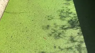 Есть ли жизнь   ̶н̶а̶ ̶м̶а̶р̶с̶е̶   в канаве...