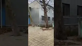 Платан