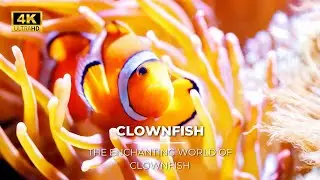 The Enchanting World of Clownfish An Exploration of Colors, Characters, and Cozy Anemone Homes