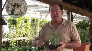 The Best Tomato Plants for Earth Boxes