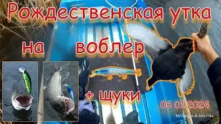 Рождественская утка на воблер и щуки. 06 01 2024