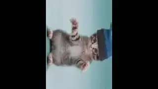 олды тут? #коты #олдытут #shorts