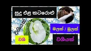 සුදු කටරොඩු  මලේ වශිය washi gurukam  love attraction mantra