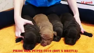 PRIDE G&K PUPES 2019 (BOY X BRITVA)