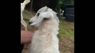 goaties at gwanpaas