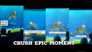 TURTLE TALK WITH CRUSH