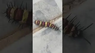 còn sâu đẹp nhất thế giới