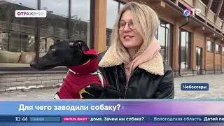 Павел Ижболдин: Собака так же, как и человек, будет умной только в свою пользу.