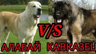 Алабай против кавказской овчарки.
