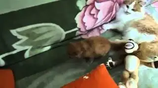 Подборка приколов. Кошки. Обaлденные коты милашки.