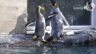 旭山動物園 ついに目撃！！！キングペンギンの上陸！
