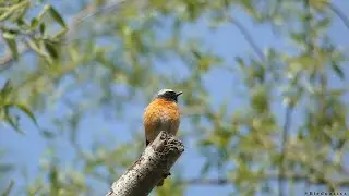 Pleszka zwyczajna - samiec / Common redstart - male (Phoenicurus phoenicurus)