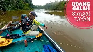 Inilah spot memancing udang galah  terindah #prawnfishing #shrimpfishing