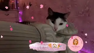 🔥 Тихий час в розовом царстве 🐱 спинальник Тедди на любимом пуфике 💓