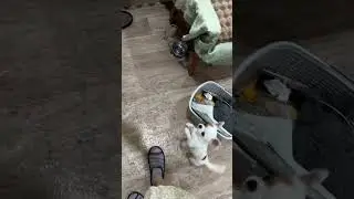 Собачья еда 🥣 #венчикптенчик