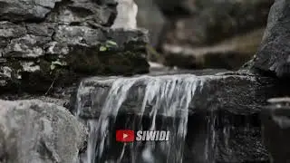 Air Mengalir dan Kicauan Burung || Relaksasi Musik || Suara Alam