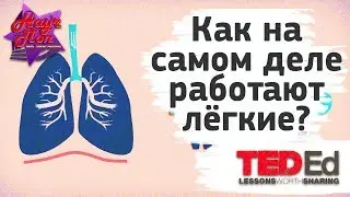 😤 Как на самом деле работают лёгкие? [ ted ed на русском ]