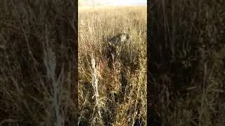 Охота на фазана с курцхаром. Отдых в Подмосковье