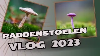 Fotografie vlog 44 | Paddenstoelen fotografie 2023