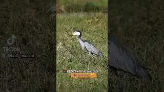 #nature