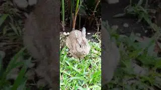 Rabbit Eats
