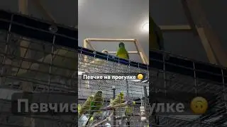 Попугаи гуляют 😉🌿