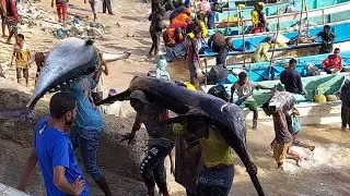 som fishing Port amazing fishing videos