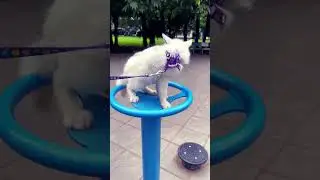 fox knows how to play human games #foxfamily #fox #pets